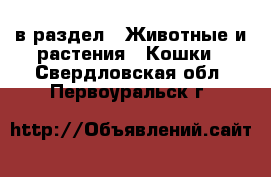  в раздел : Животные и растения » Кошки . Свердловская обл.,Первоуральск г.